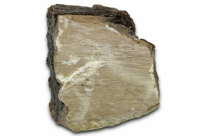 Fossil Tyrannosaur (T rex) Bone Section - Wyoming #352745